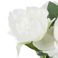 Peony Stem in Clear Glass Vase White