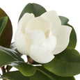 Magnolia in Glass Vase White 35cm