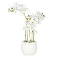 Phalaenopsis Orchid in Tub Pot White 48cm