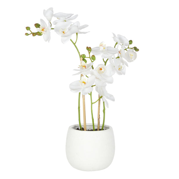 Phalaenopsis Orchid in Tub Pot White 48cm