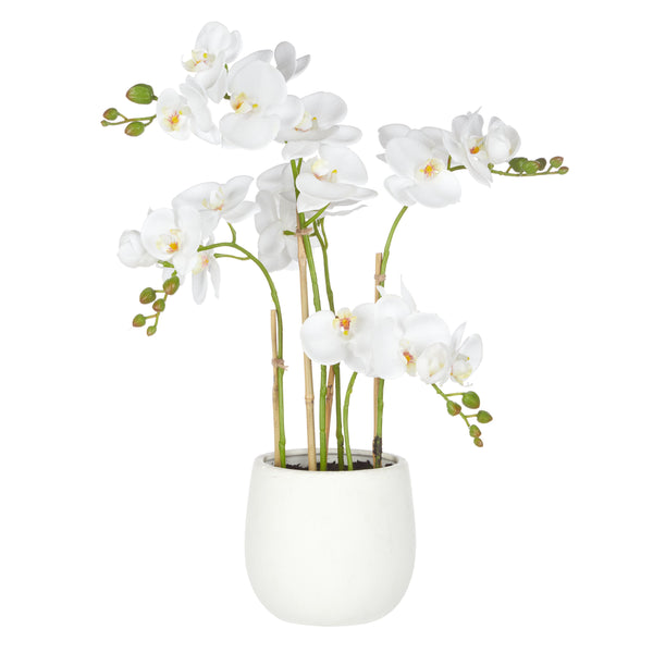 Phalaenopsis Orchid in Tub Pot White 56cm