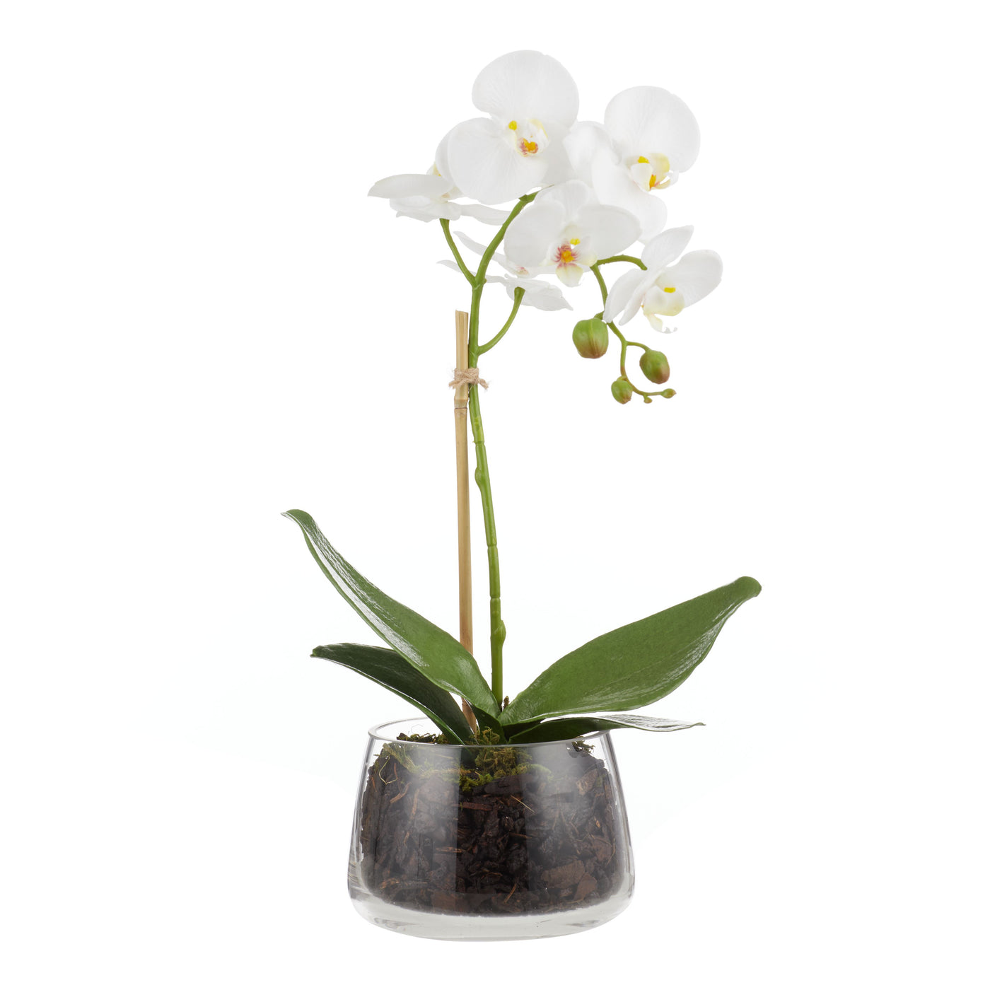 Phalaenopsis Stem in Classic Bowl White 45cm