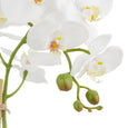 Phalaenopsis Stem in Classic Bowl White 45cm