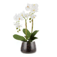 Phalaenopsis Stem in Classic Bowl White 55cm