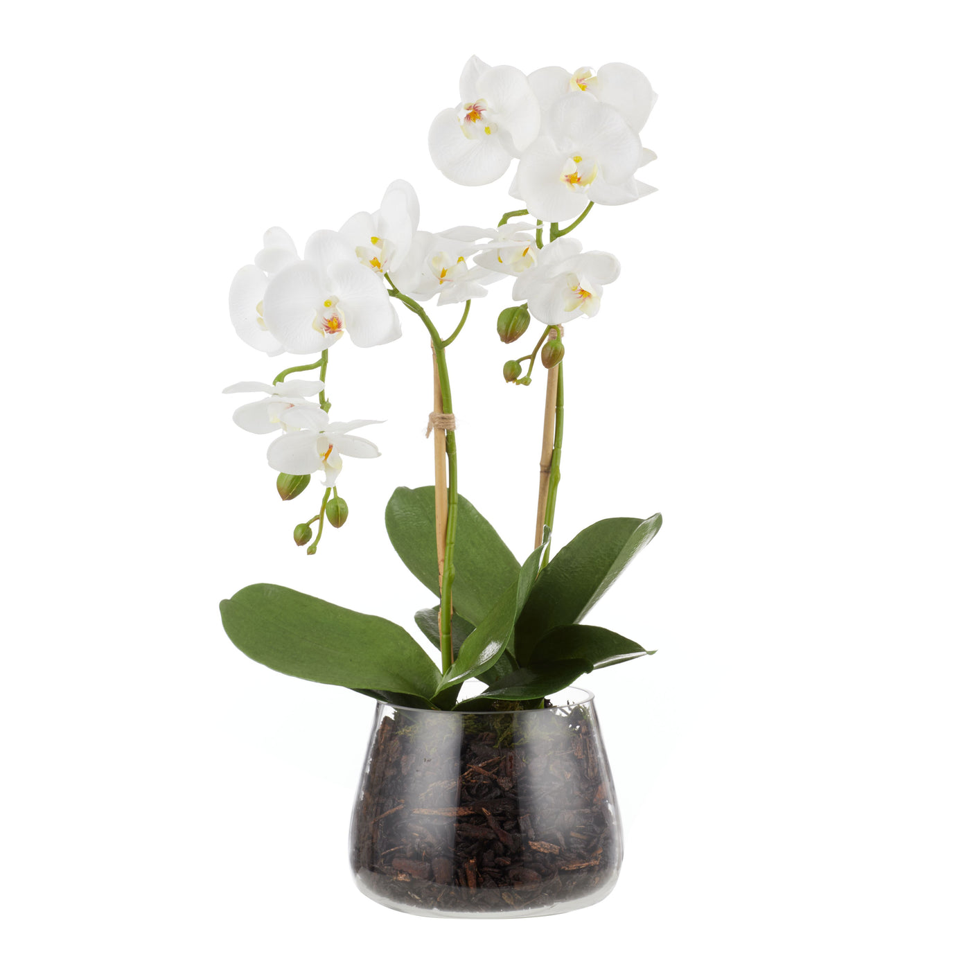 Phalaenopsis Stem in Classic Bowl White 55cm