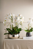 Phalaenopsis Stem in Classic Bowl White 55cm