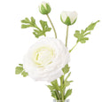 Ranunculus in Glass Vase