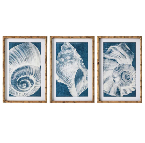 Elouera Vintage Shells Wall Art Set/3