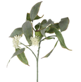 Eucalyptus Flower Spray 70cm