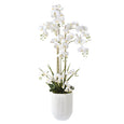 Phalaenopsis Orchid Pot White 150cm