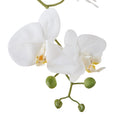 Phalaenopsis Orchid Pot White 150cm