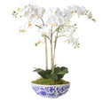 Phalaenopsis Orchid in Blue & White Ceramic Pot