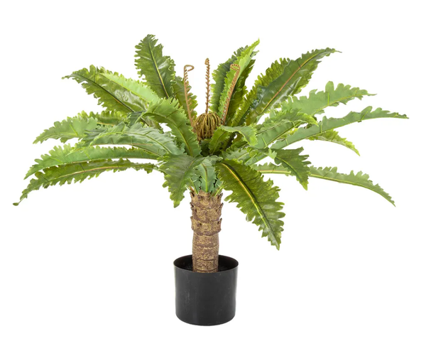 Fern Palm in Black Pot 62cm