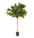 Golden Lemon Tree 90cm