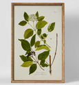 Greenhouse Botanical Wall Art 'B'