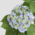 Close-up detail of blue hydrangea flowers showing realistic petals, soft colour variation, and botanical texture.