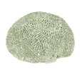 Issie Green Coral