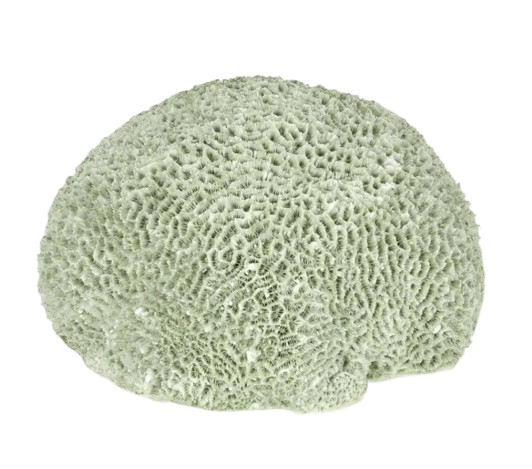 Issie Green Coral