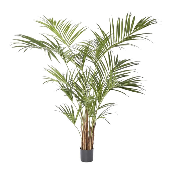 Kentia Palm Tree 210cm