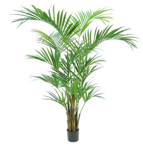 Kentia Palm Tree 210cm