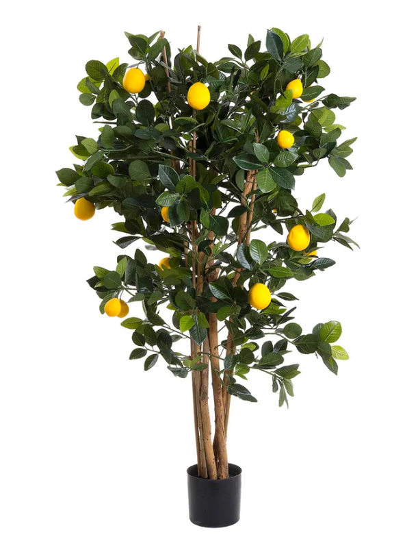 Lemon Tree 1.5 Meter