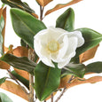 Close-up of realistic white magnolia flower and glossy green foliage on Magnolia Tree Green 115cm