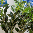 Olive Spray