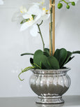 Potted Orchid in Silver Bowl Small White