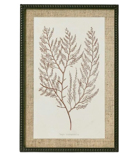 Sepia Coral Wall Art 'A'