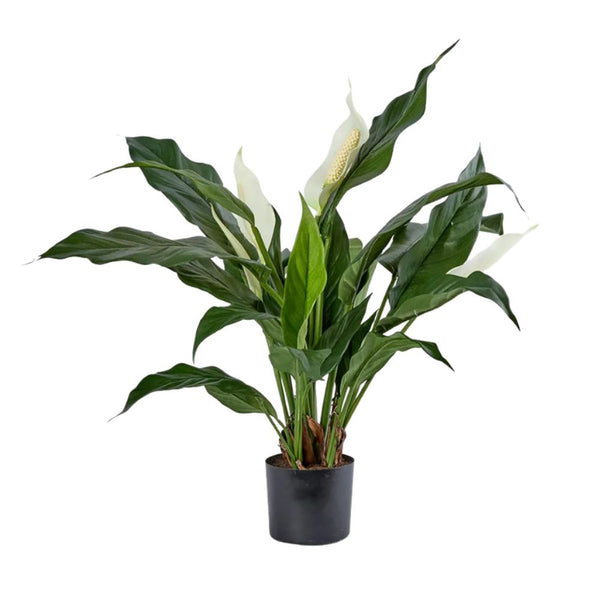 Spathiphyllum Lily White 63cm