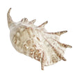 Spider Conch Shell