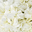 Close-up of soft white petals on the everlasting Hydrangea in Phoebe Sphere Vase arrangement.