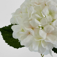 Single white hydrangea stem with realistic petals and long green stem