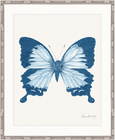 Fanciful Butterfly I