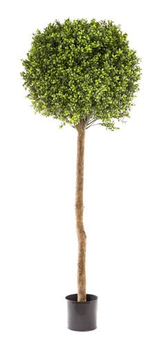Boxwood Ball Tree 1.5m 60cm Diameter