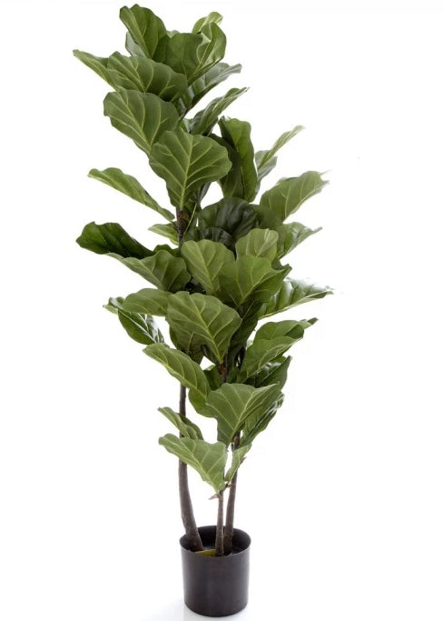 Fiddle Leaf Tree 133cm