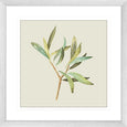 Olive Grove 04