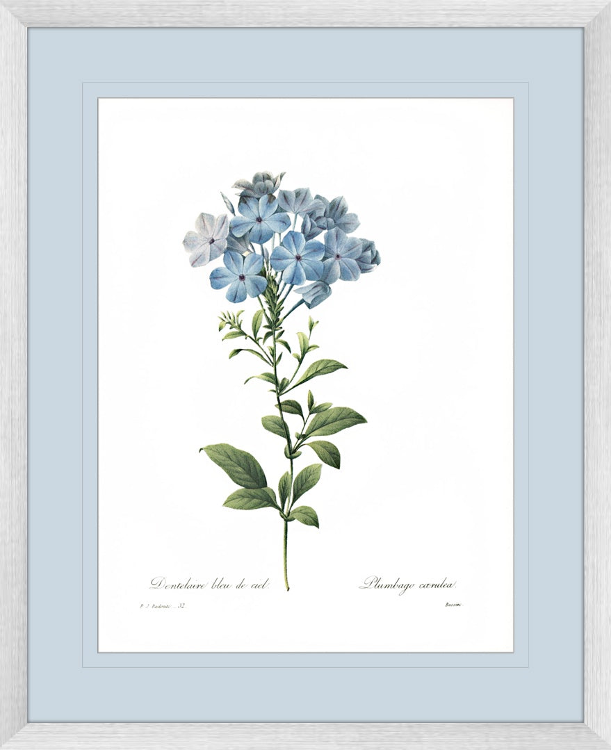 Botanical #01 Print with Blue Mat