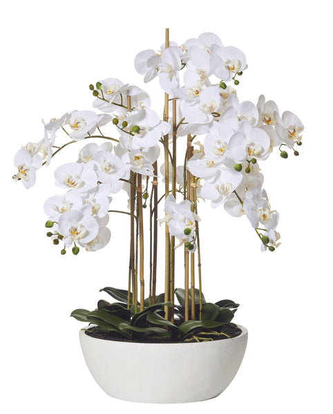Butterfly Orchid in Round Pot White