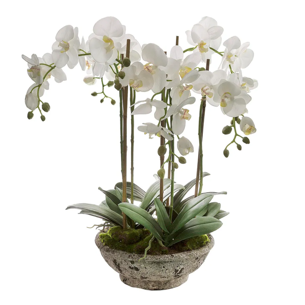 Orchid in Pot 65cm