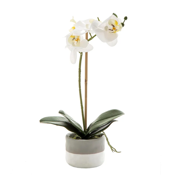 Orchid in Grey Pot Small White 40cm