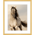 Austin Horses #09