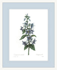 Botanical #04 Print with Blue Mat