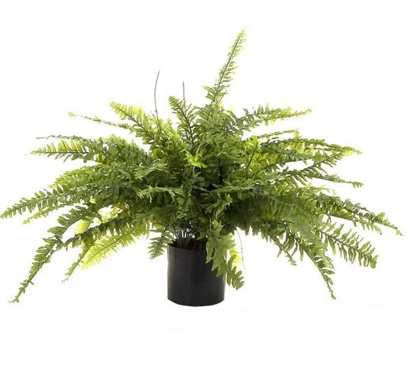 Artificial Boston Fern plant 80cm tall in black pot with full green feathery fronds.