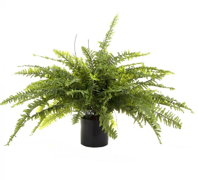 Artificial Boston Fern plant 80cm tall in black pot with full green feathery fronds.