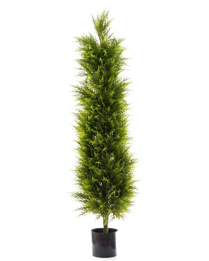 Cypress Pine 1.5 Meter