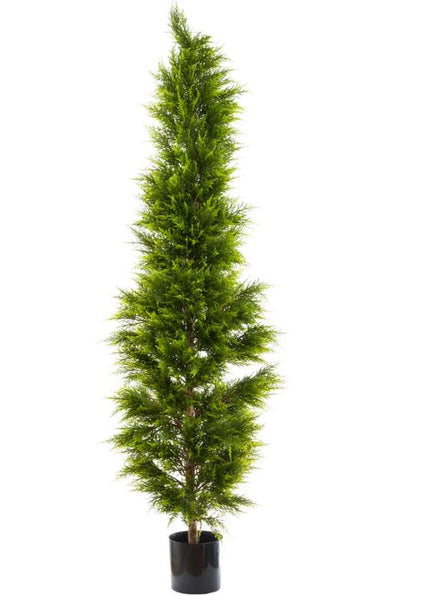 Cypress Pine 2 Meter