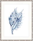 Exquisite Shell IV