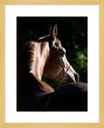 Austin Horses #11