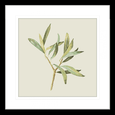 Olive Grove 04